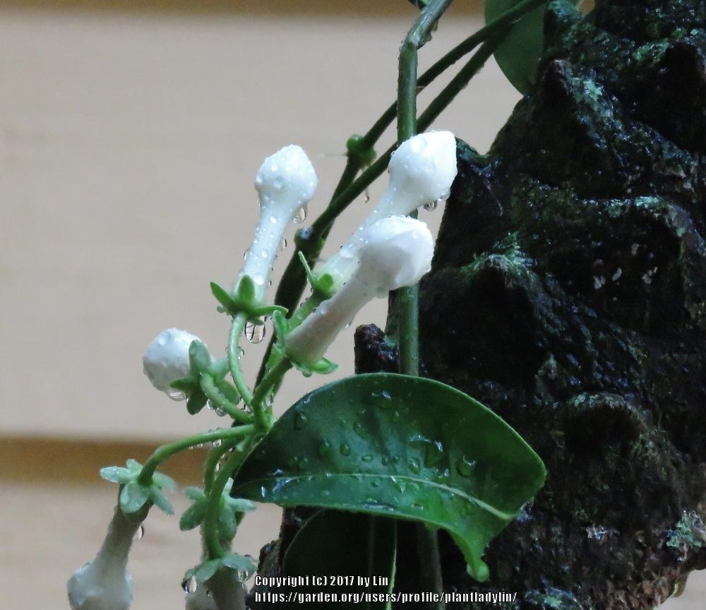 Photo of Stephanotis (Marsdenia floribunda) uploaded by plantladylin