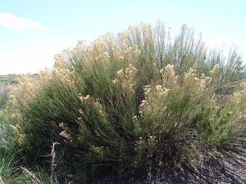 Photo of Desert Broom (Baccharis sarothroides) uploaded by robertduval14