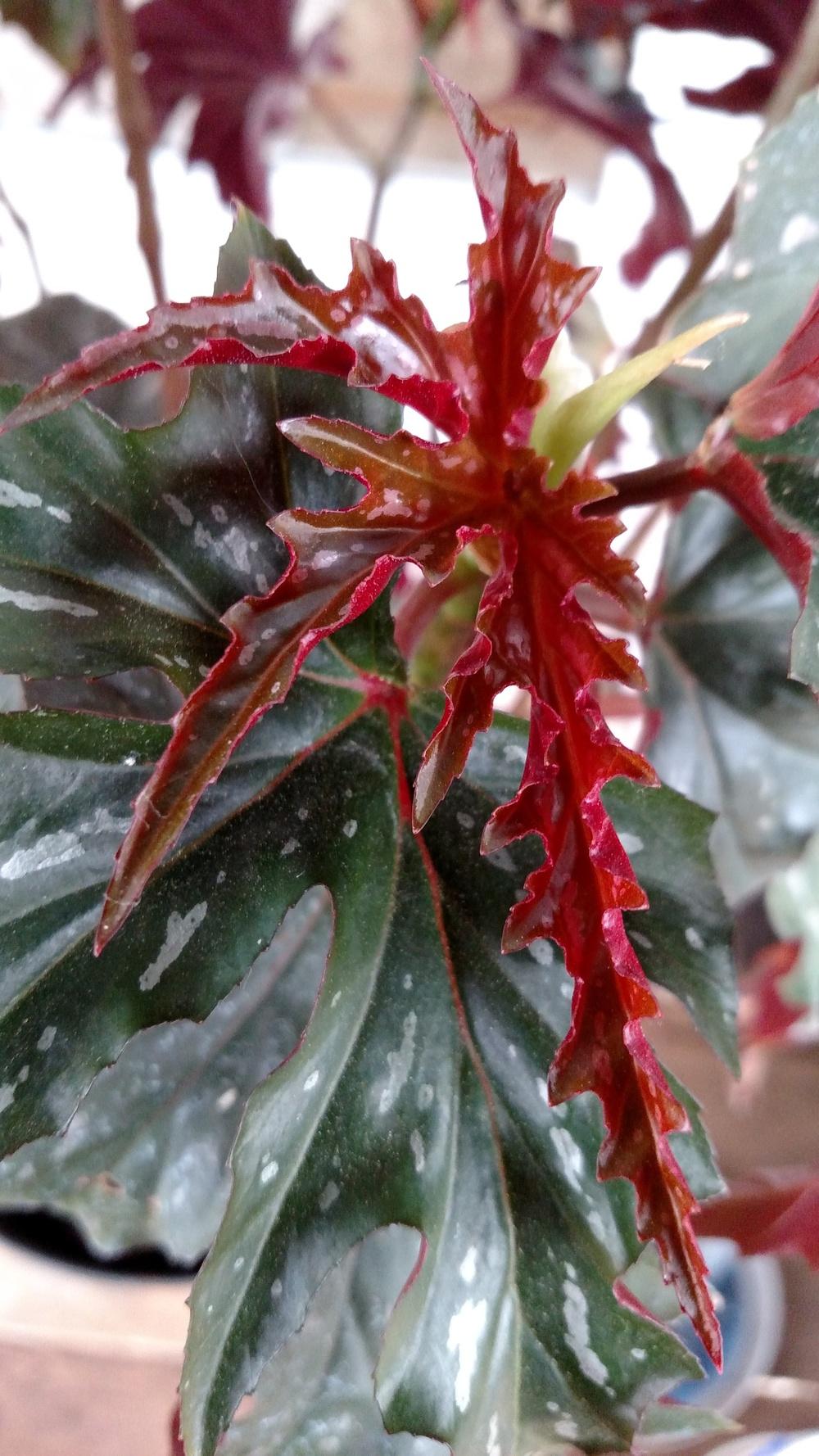 Photo of Cane Begonia (Begonia coccinea) uploaded by Toni
