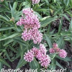 Location: Lenora, Kansas
Date: 2017-06-16
Butterflyweed "Soulmate"