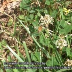 Location: In my garden, Falls Church, VA
Date: 2017-06-20
#Pollination - Bee enjoying blooms