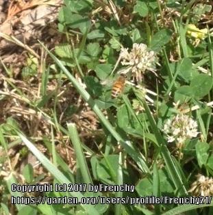 Photo of White Clover (Trifolium repens) uploaded by Frenchy21