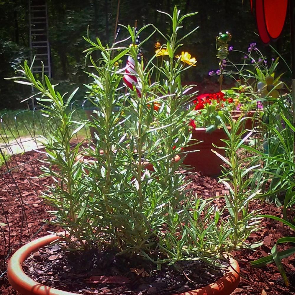 Photo of Rosemary (Salvia rosmarinus) uploaded by amyscoutmom