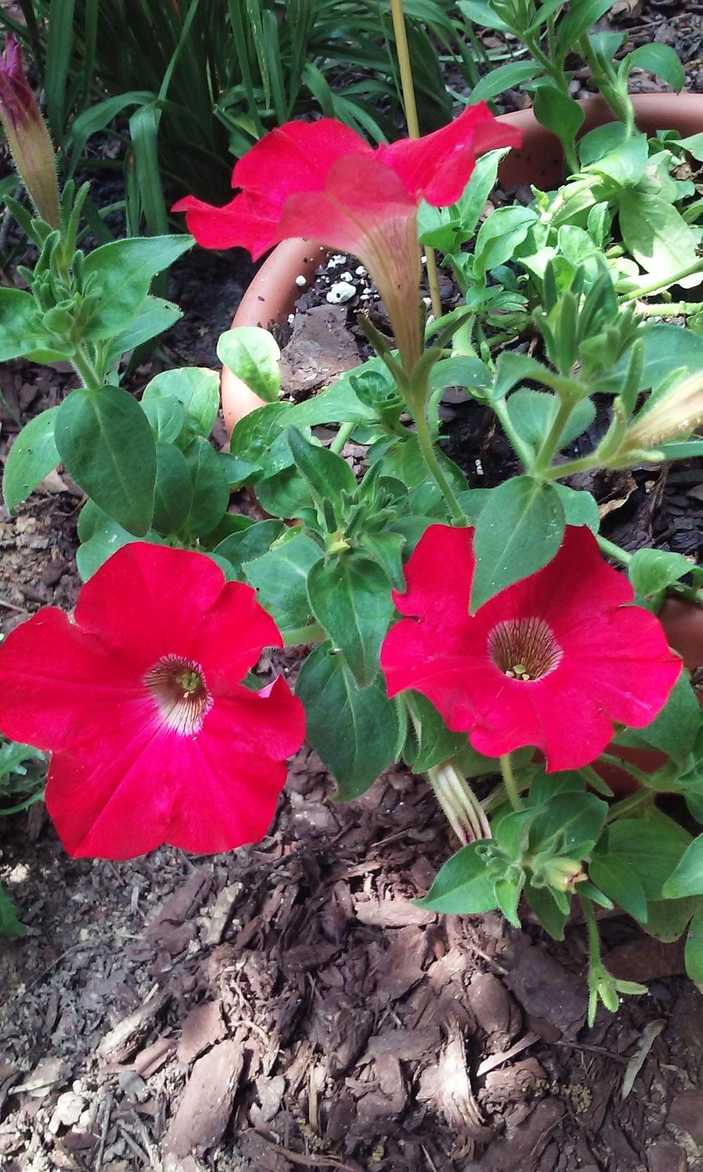 Photo of Petunias (Petunia) uploaded by amyscoutmom