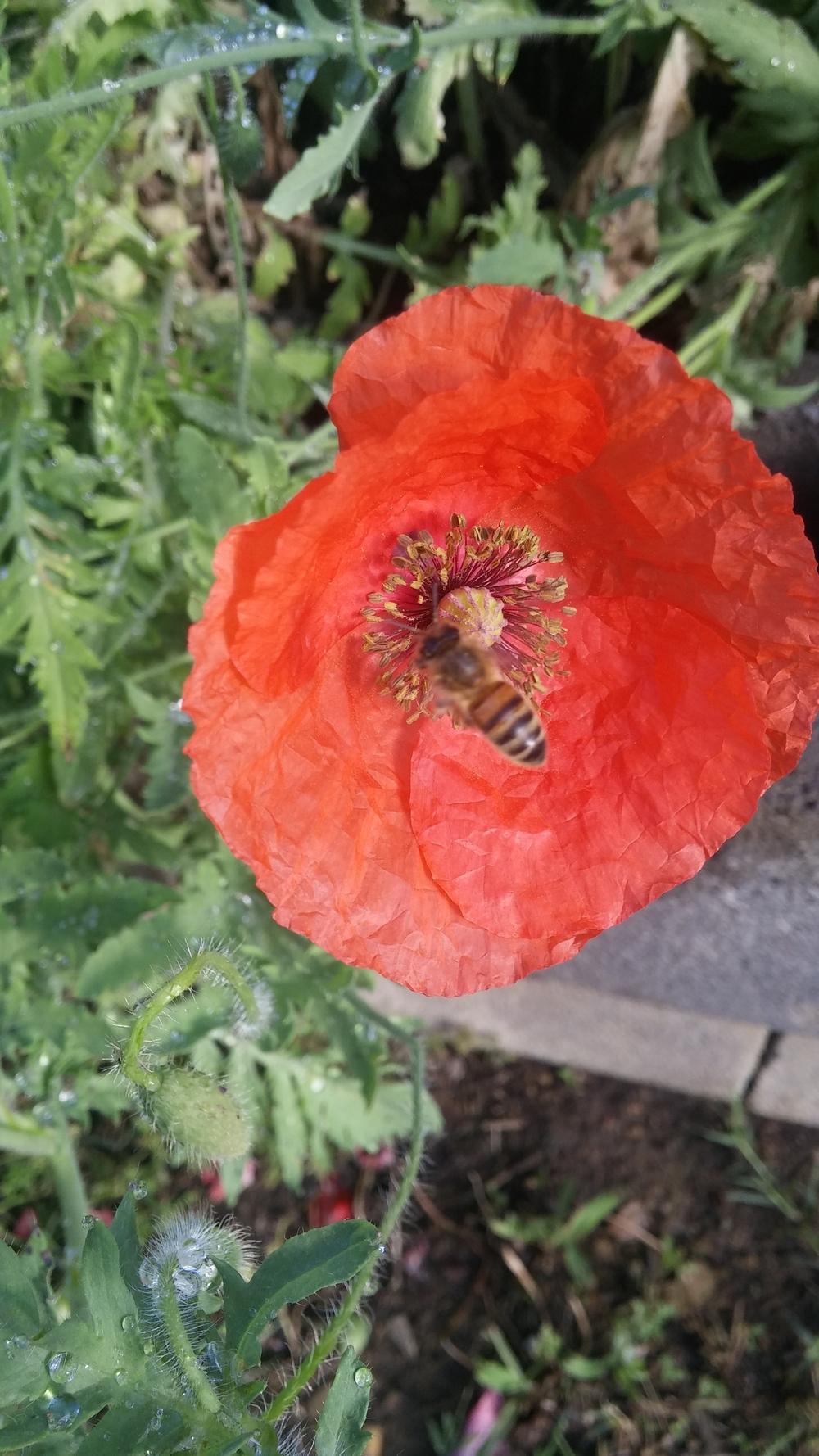 Photo of Poppies (Papaver) uploaded by plantcollector