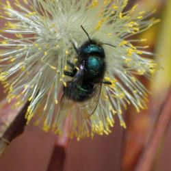 Location: Cache Co. UT
Date: 2017-03-21
#Pollination w/blue mason bee