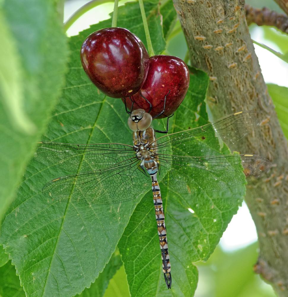 Photo of Sweet Cherry (Prunus avium 'Van') uploaded by evermorelawnless
