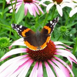 Location: central Illinois
Date: 7-27-15
#pollination   Red Admiral
