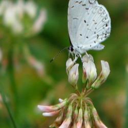 Location: IL
Date: 2012-07-09
#Pollination Summer Azure (Celastrina neglecta) Butterfly