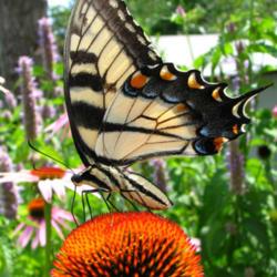 Location: IL
Date: 2009-07-24
#Pollination Tiger Swallowtail Butterfly