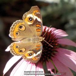 Location: Daytona Beach, Florida
Date: 2010-06-23
#Pollination - Common Buckeye Butterfly