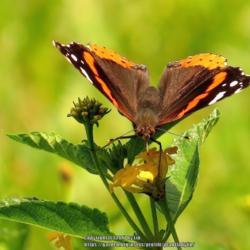 Location: Daytona Beach, Florida
Date: 2013-08-06
#Pollination - Red Admiral Butterfly