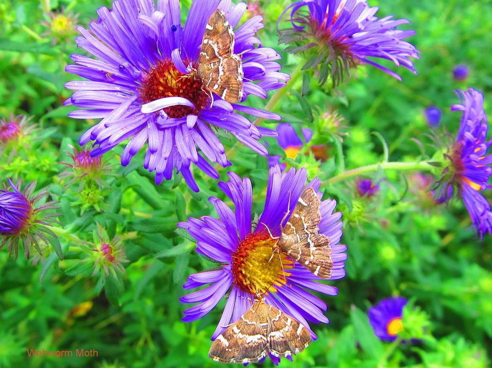 Photo of Asters (Aster) uploaded by jmorth