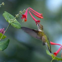 Location: IL
Date: 2015-07-13
#Pollination Ruby-throated Hummingbird (Archilochus colubris), Co