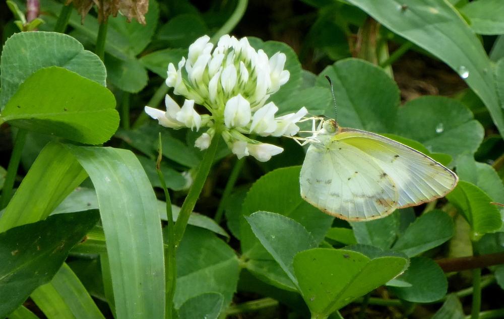 Photo of White Clover (Trifolium repens) uploaded by wildflowers