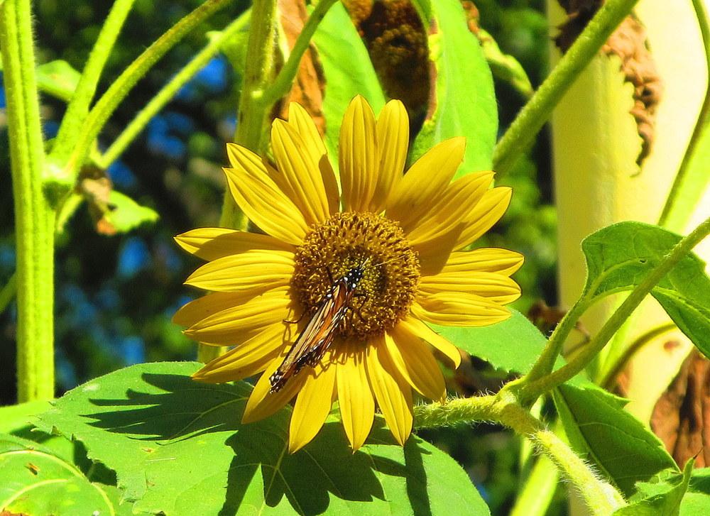 Photo of Sunflowers (Helianthus annuus) uploaded by jmorth