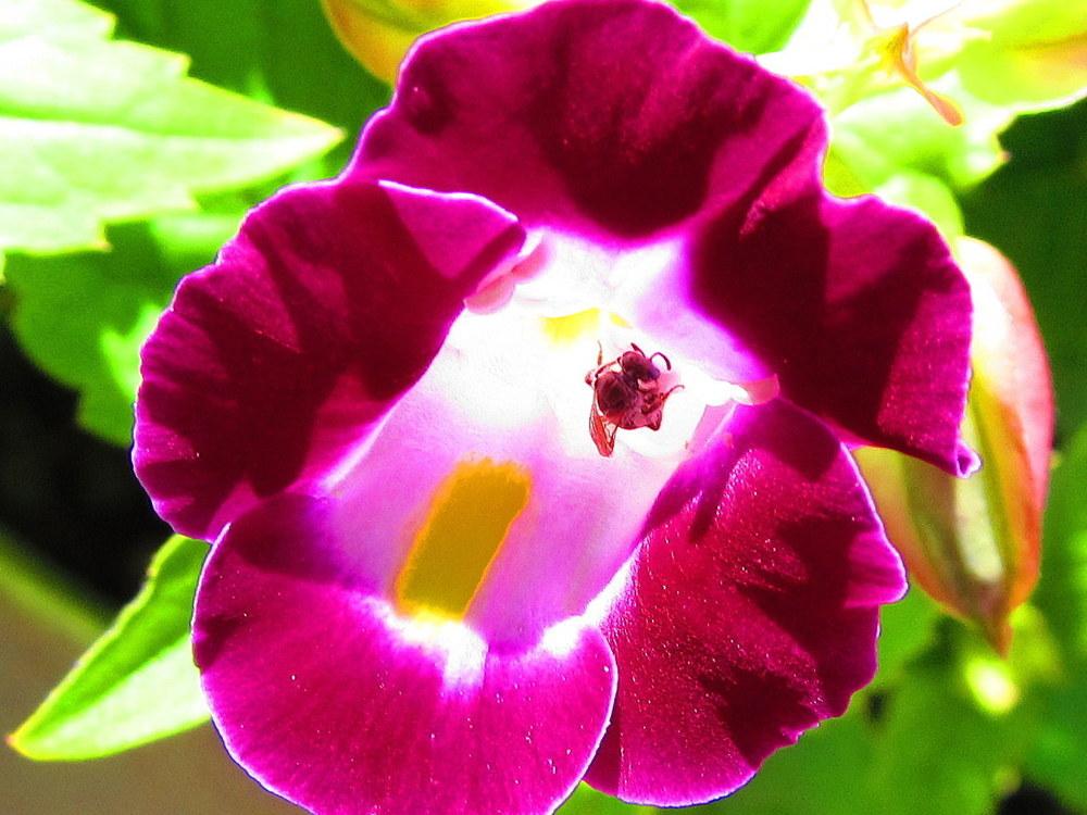 Photo of Wishbone Flower (Torenia fournieri) uploaded by jmorth