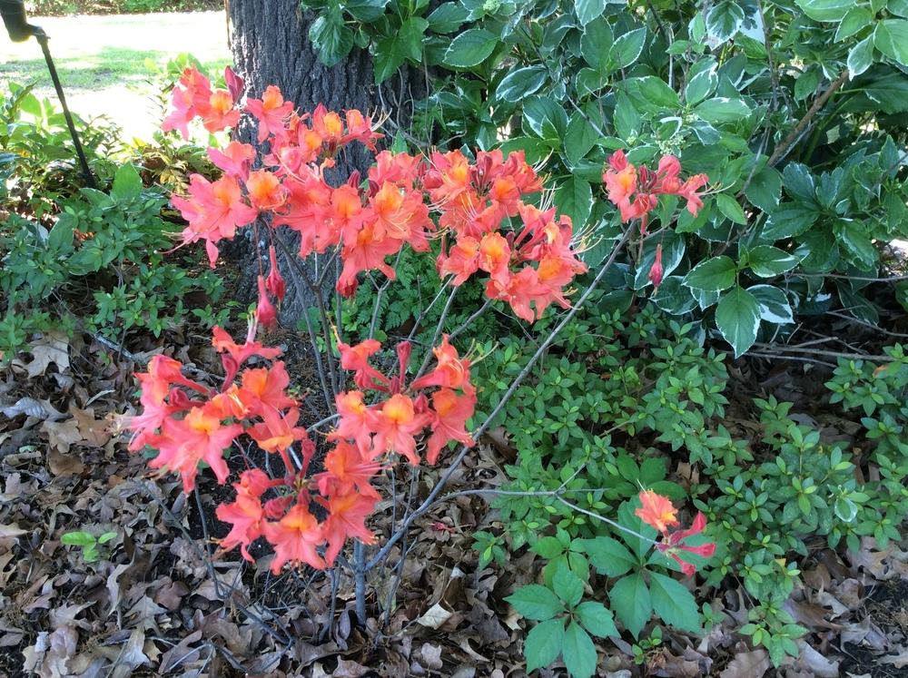 Photo of Rhododendrons (Rhododendron) uploaded by Antsy