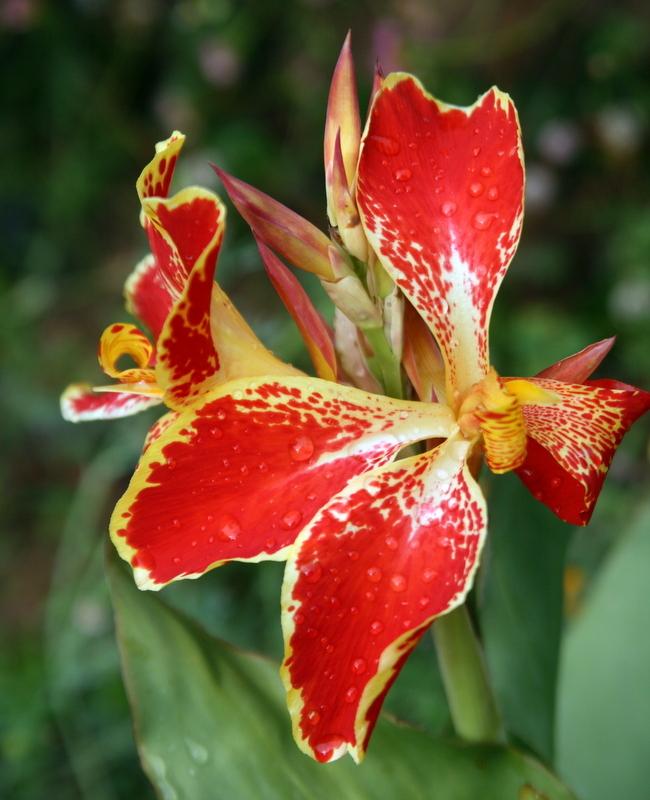 Photo of Cannas (Canna) uploaded by Calif_Sue