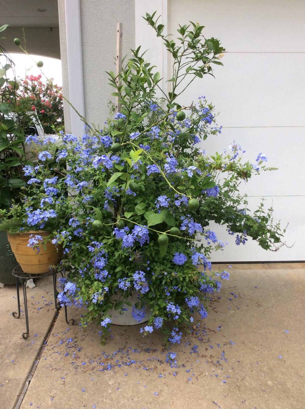 Photo of Cape Leadwort (Plumbago auriculata 'Imperial Blue') uploaded by Antsy