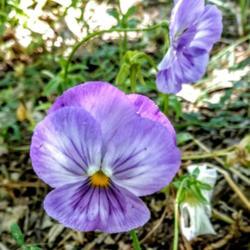 Location: My garden
Date: 2017-06-12
'Dynamite Lavender'  Last flower before summer heat takes over.