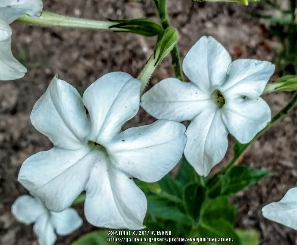 Photo of Flowering Tobacco (Nicotiana alata) uploaded by evelyninthegarden