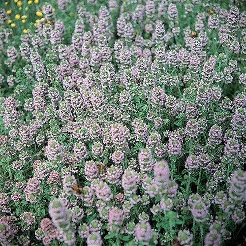 Photo of Common Thyme (Thymus vulgaris) uploaded by Calif_Sue