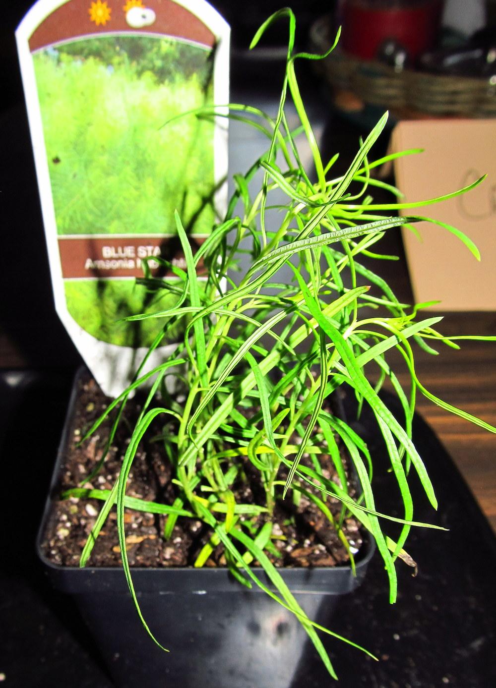 Photo of Blue Star (Amsonia hubrichtii) uploaded by jmorth