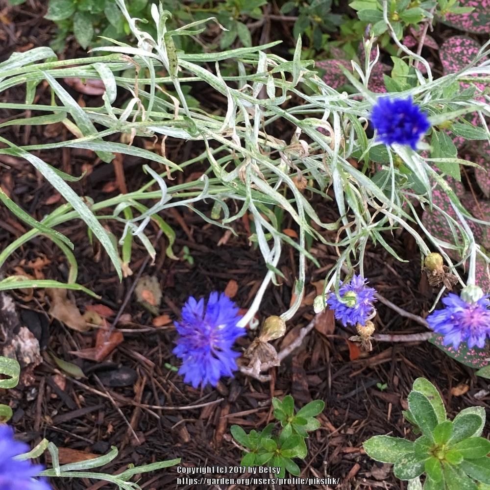 Photo of Bachelor's Buttons (Centaurea cyanus) uploaded by piksihk