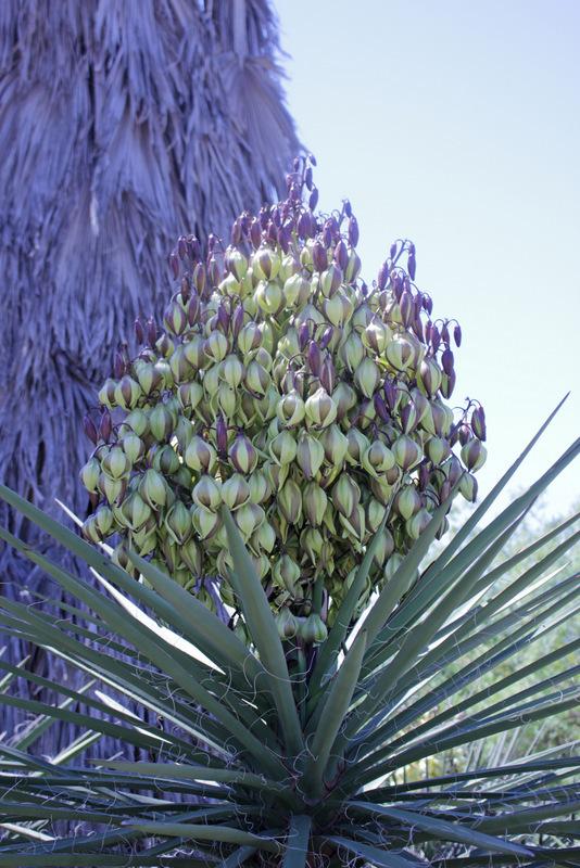 Photo of Mojave Yucca (Yucca schidigera) uploaded by RuuddeBlock