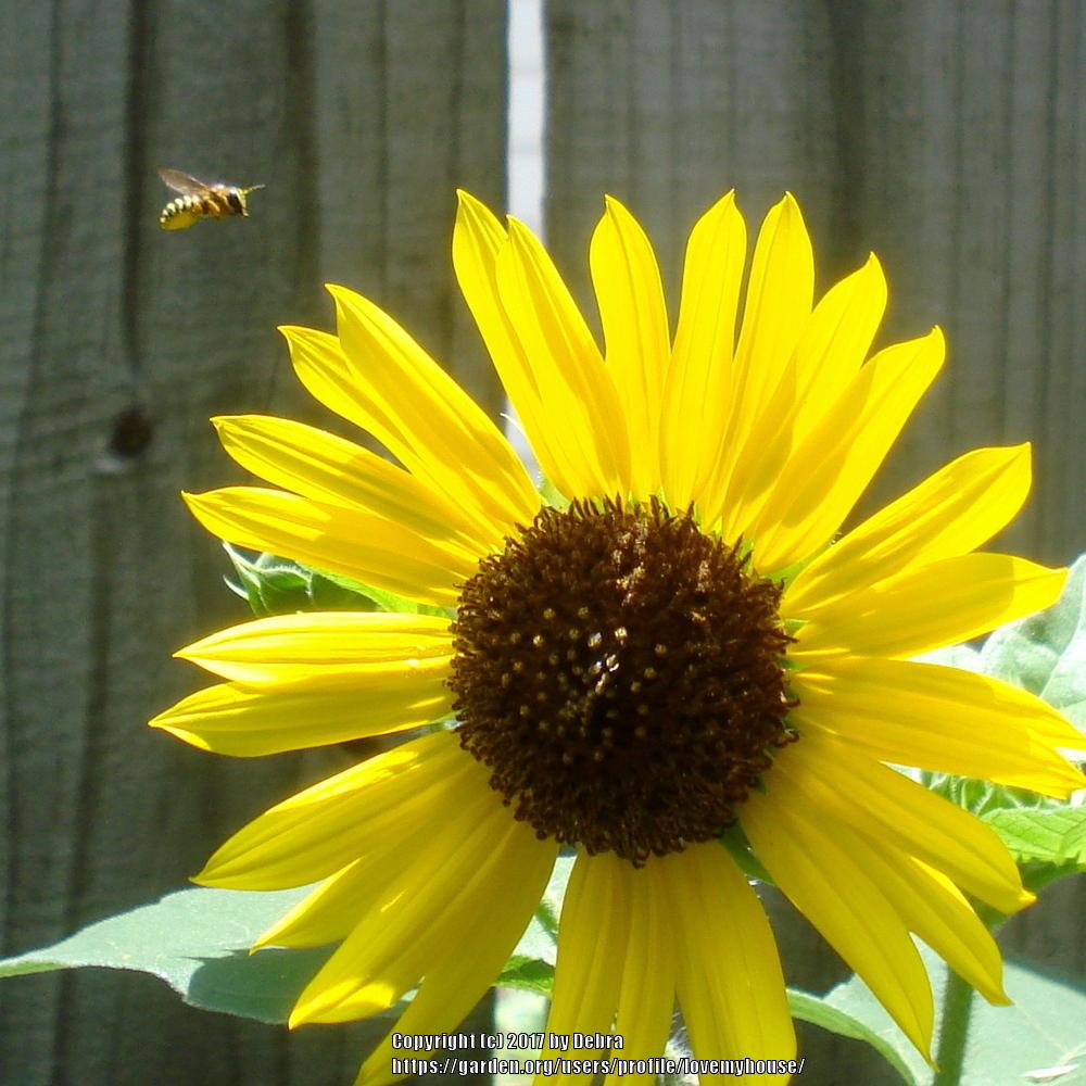 Photo of Sunflowers (Helianthus annuus) uploaded by lovemyhouse