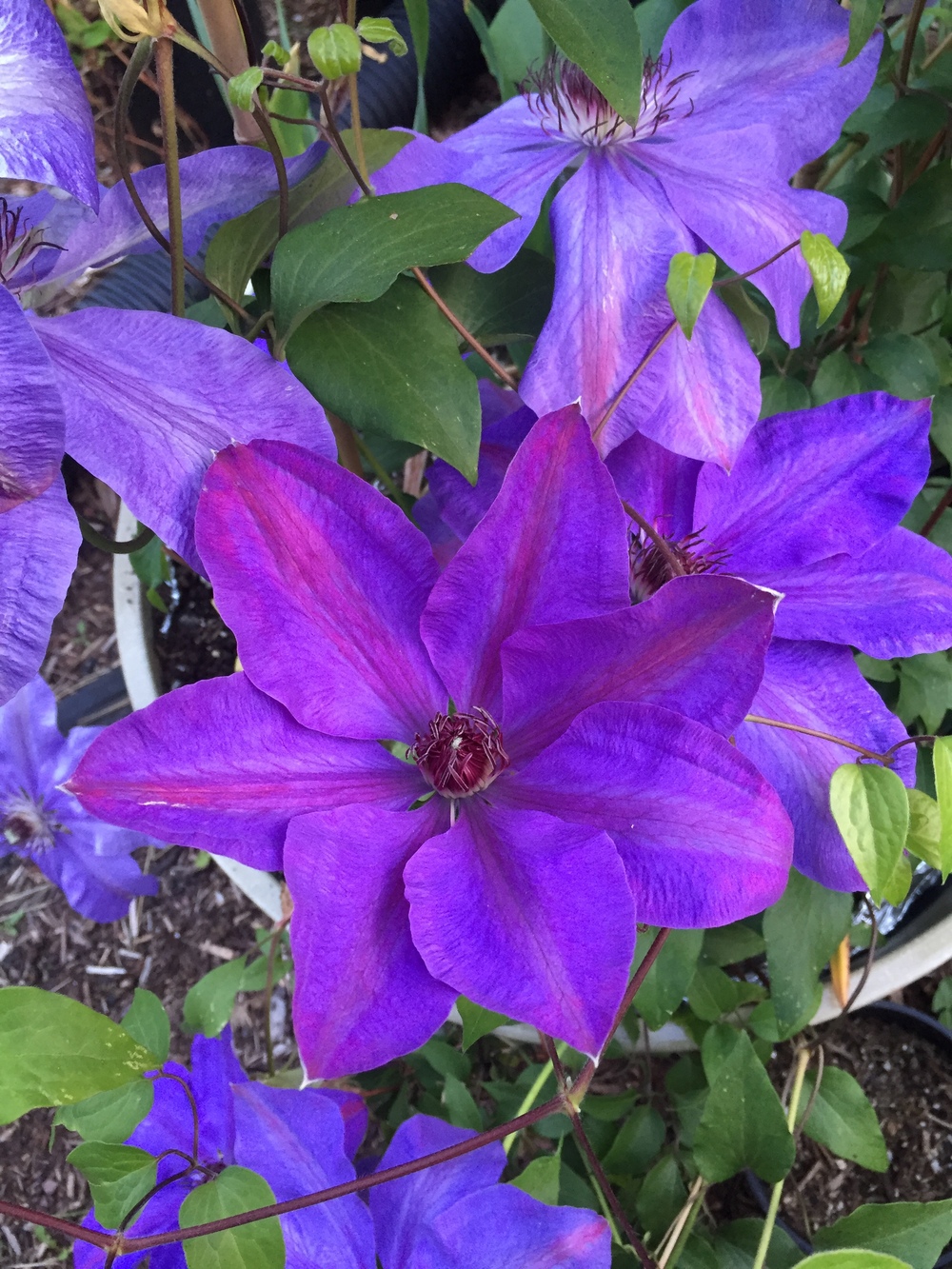 Photo of Clematis 'Elsa Spath' uploaded by mishkab