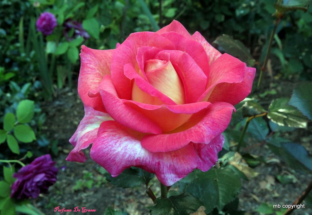 Photo of Rose (Rosa 'Parfum de Grasse') uploaded by MargieNY