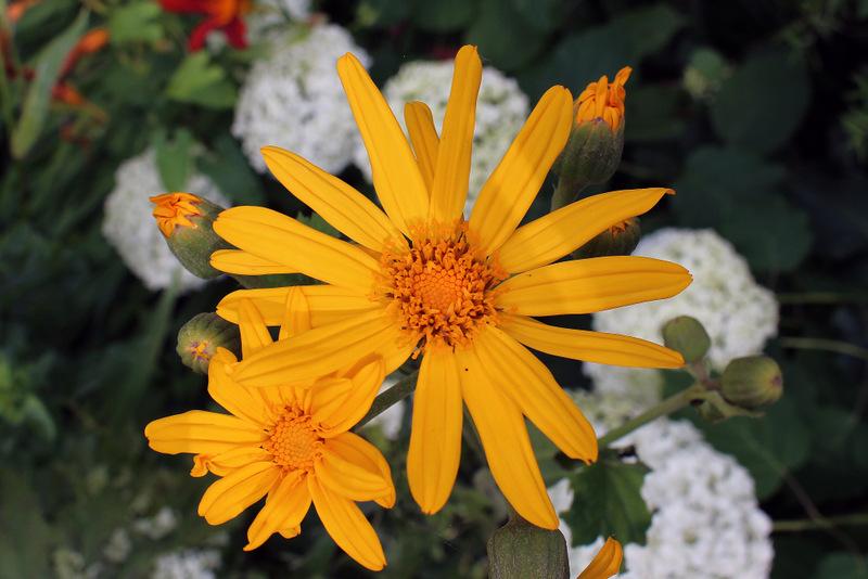 Photo of Summer Ragwort (Ligularia dentata) uploaded by RuuddeBlock