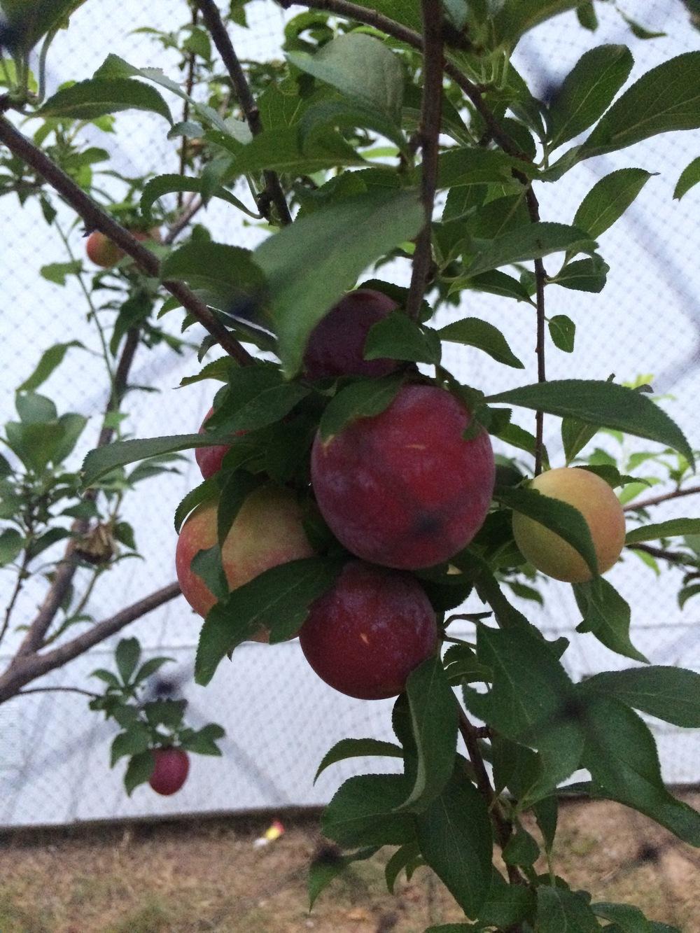 Photo of Japanese Plum (Prunus salicina 'Santa Rosa') uploaded by Zebraduck