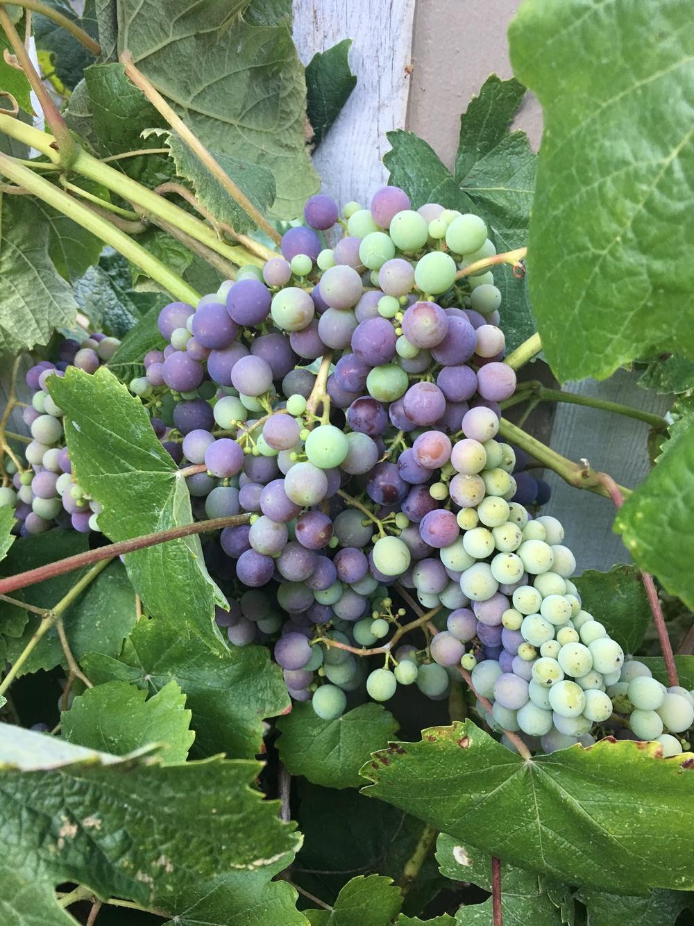 Grapes Plant Care and Collection of Varieties