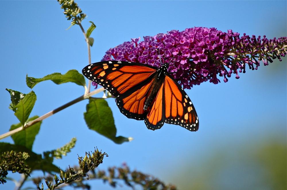Photo of Butterfly Bushes (Buddleja) uploaded by jnbgregg