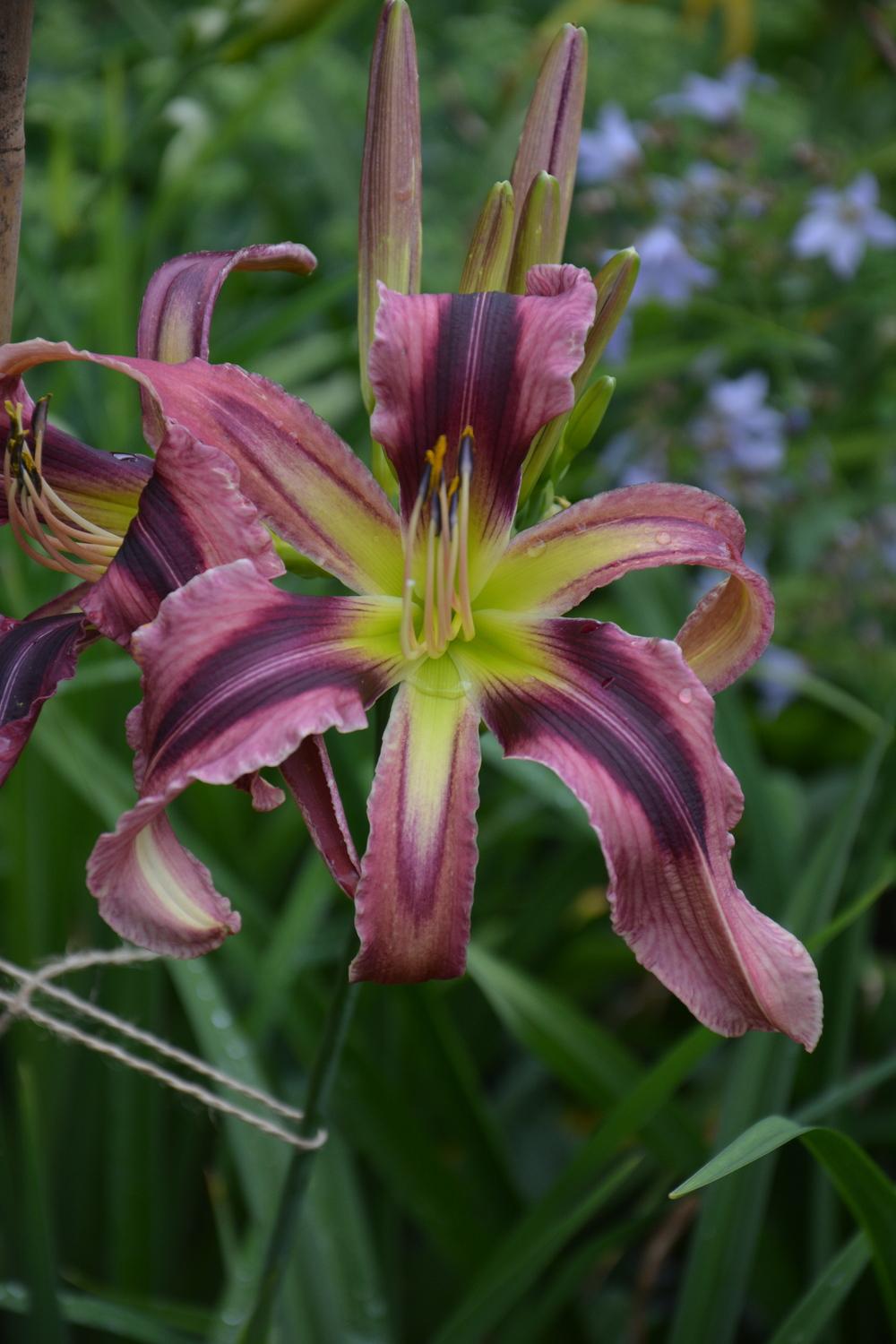 Photo of Daylily (Hemerocallis 'Patrick Starfish') uploaded by queerbeet