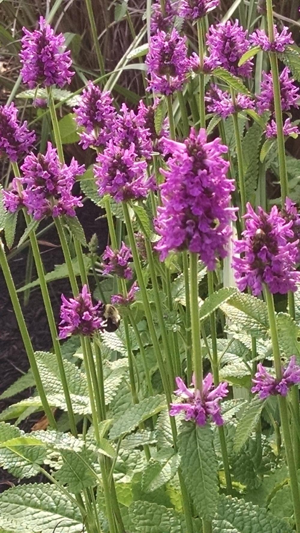 Lamb's Ears Plant Care and Collection of Varieties