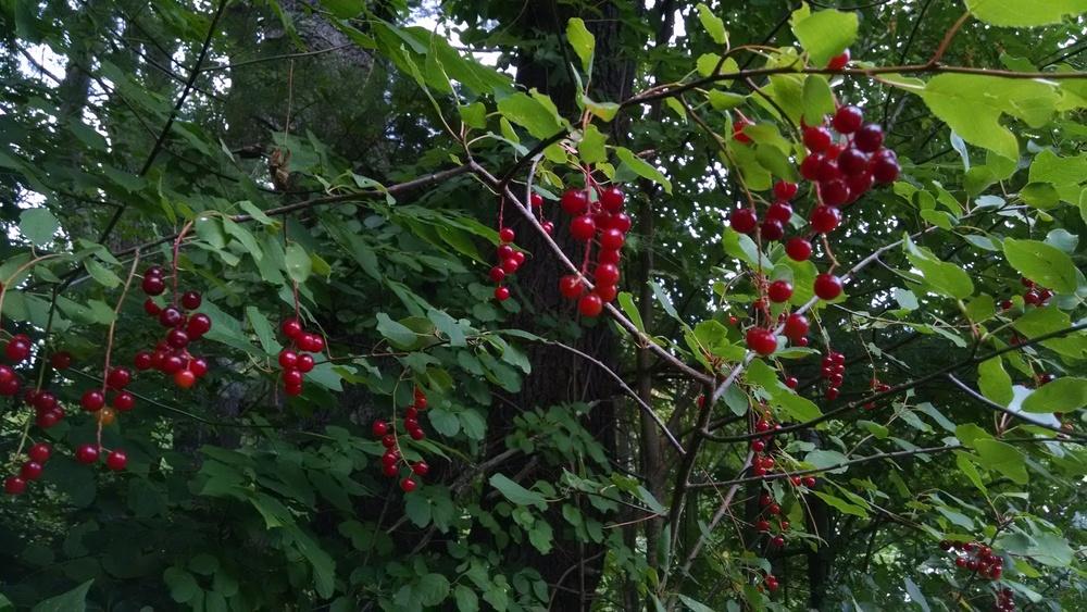 Photo of Sweet Cherries (Prunus avium) uploaded by joannakat
