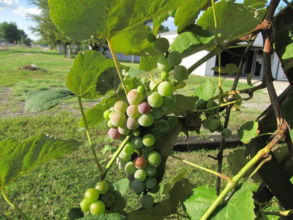 Photo of Grapes (Vitis) uploaded by jmorth