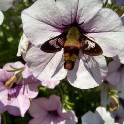 Location: Athol, MA
Date: 2017-08-02
#Pollination    #hummingbird moth