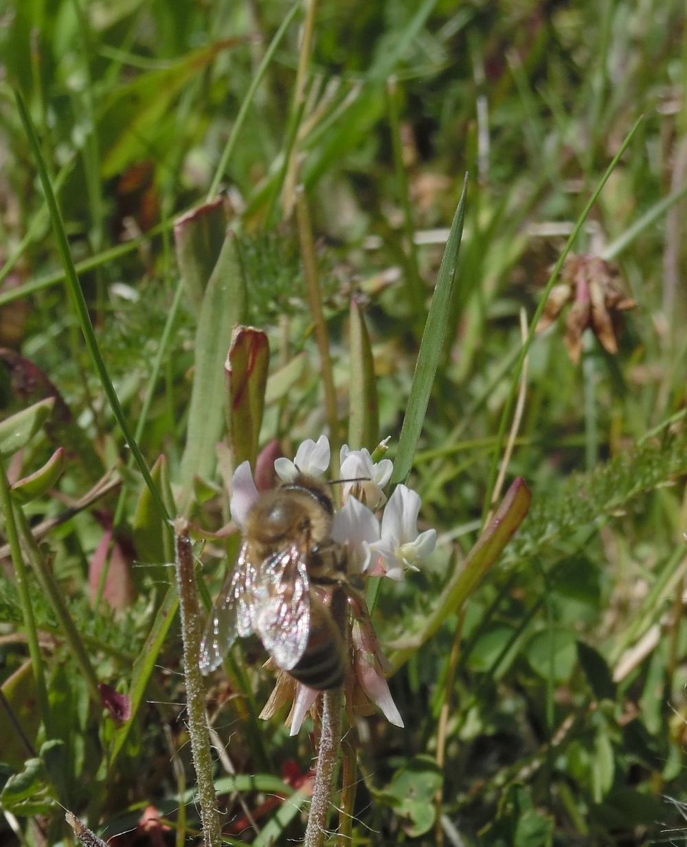 Photo of White Clover (Trifolium repens) uploaded by Prosedda