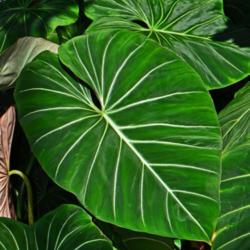 Location: Botanical Gardens of the State of Georgia...Athens, Ga
Date: 2017-08-08
Philodendron gloriosum - Satin Leaf Philodendron 001
