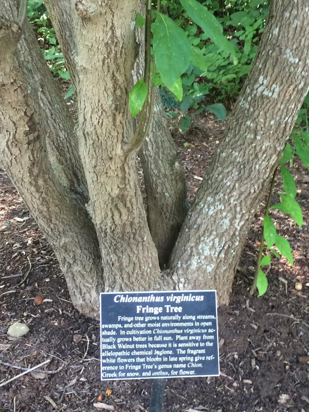 Photo of Fringe Tree (Chionanthus virginicus) uploaded by Muddy1