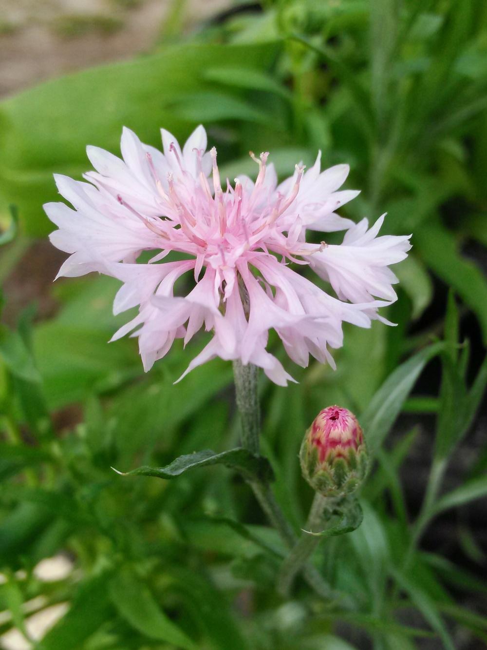 Photo of Bachelor's Buttons (Centaurea cyanus) uploaded by pretty_paws_29