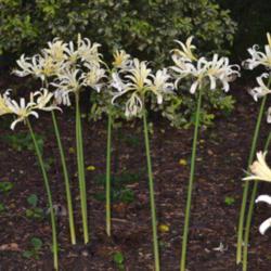 Location: Botanical Gardens of the State of Georgia...Athens, Ga
Date: 2017-08-11
White Surprise Lily - Lycoris elsiae 007