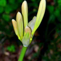 Location: Botanical Gardens of the State of Georgia...Athens, Ga
Date: 2017-08-11
White Surprise Lily - Lycoris elsiae bud