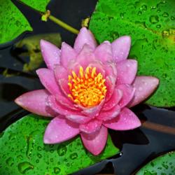Location: Botanical Gardens of the State of Georgia...Athens, Ga
Date: 2017-08-11
Pink Water Lily 020