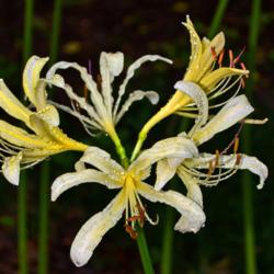Location: Botanical Gardens of the State of Georgia...Athens, Ga
Date: 2017-08-11
White Surprise Lily - Lycoris elsiae 006